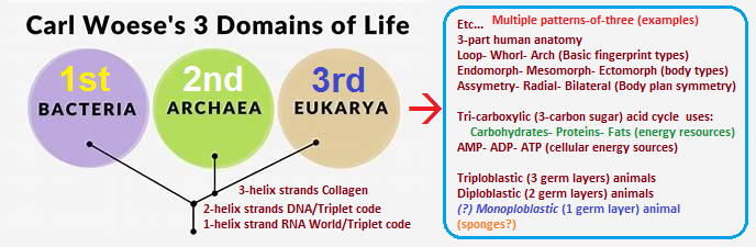 3 Life Domains and developmental occurrences of threes