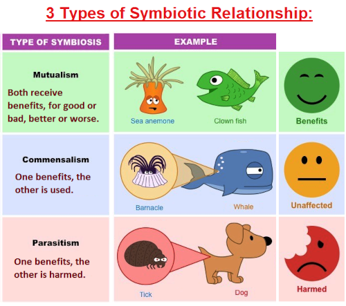 3 types of symbiois used to illustrate object and intellect relationahips