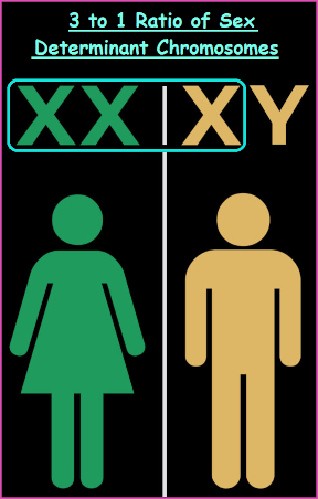 Pattern of sex determining chromosomes