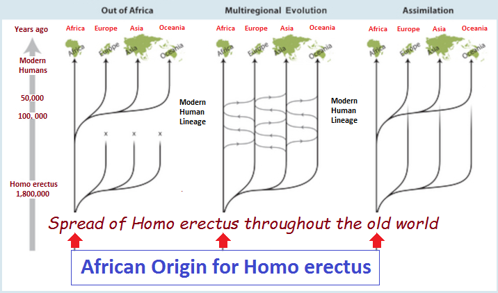 3 Theories of Human Origin