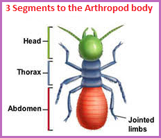 3 sements of the Arthropod body