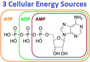 3 Cellular Energy Sources