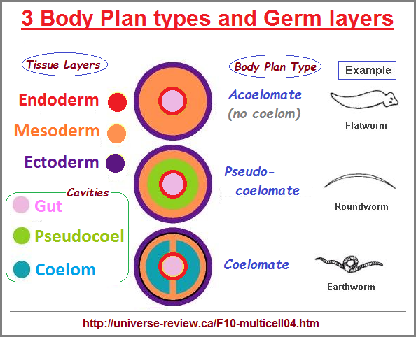 3 Germ layers, 3 body plans, 3 cavities