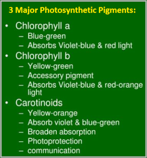 3 Major Photosynthetic Pigments