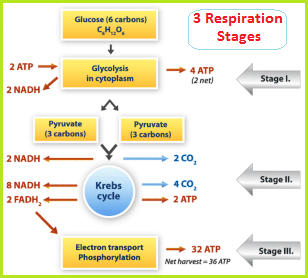 3 stages of respiration