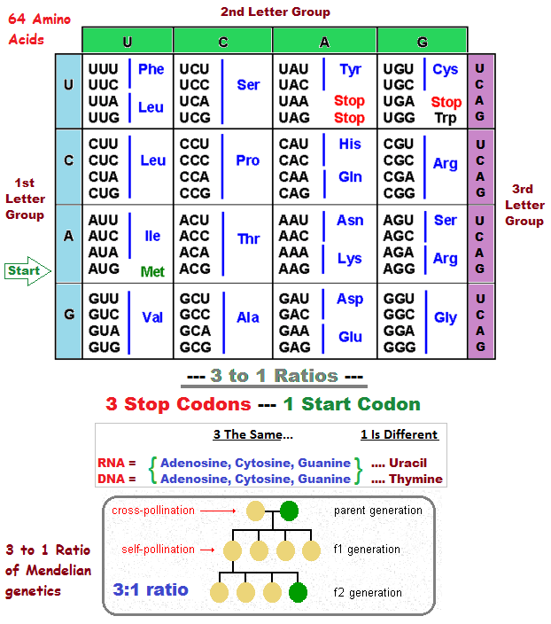 64 amino acids and 3 to 1 ratio examples