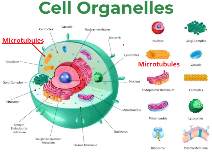 The Organelles of a Cell