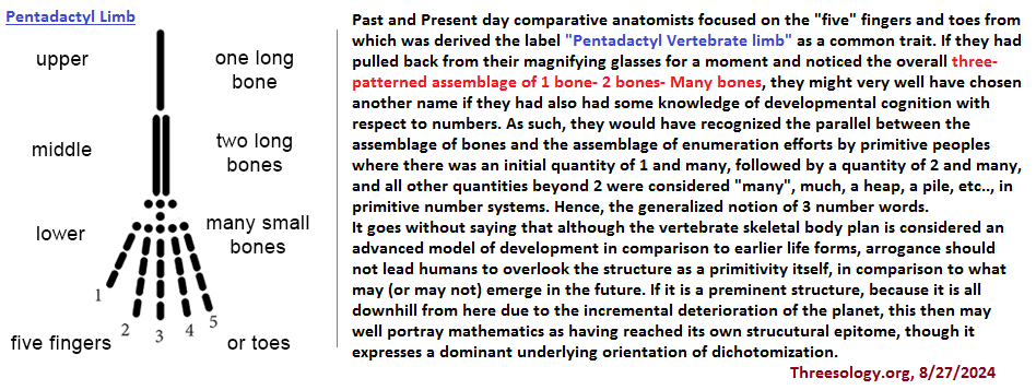 Basic outline of Pentadactyl limb
