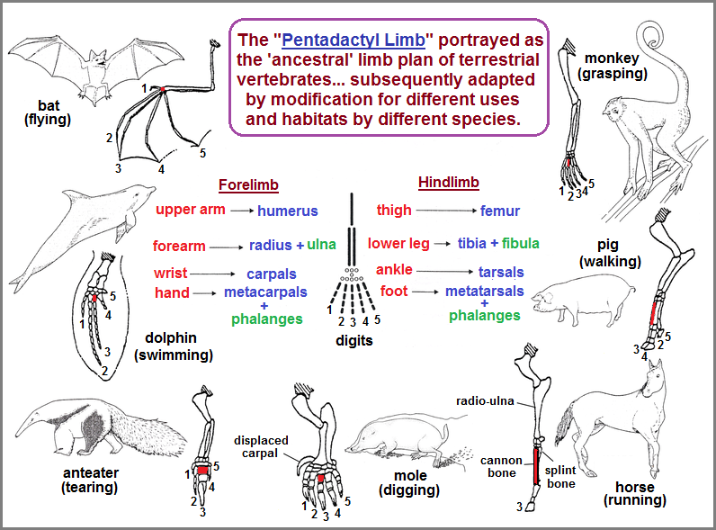 Pentadactyl Limb in different Tetrapods