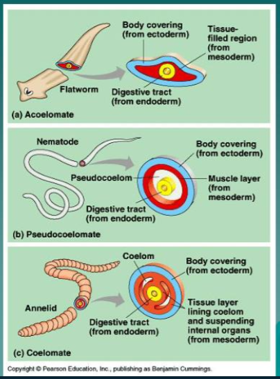 3 body plan types