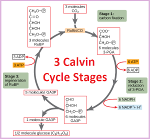 3 Calvin Cycle stages