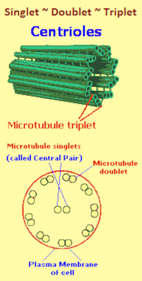 Singlet, Doublet, Triplet microtubules