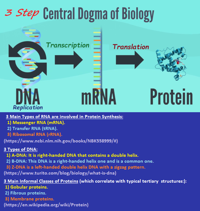 3 Step Central Dogma of Biology