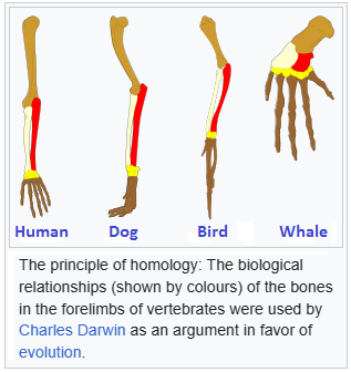 Example of Homology in Biology