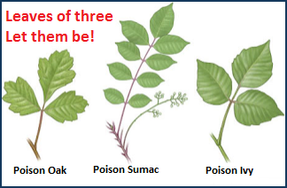 Poison Oak, Poison, Sumac, Posion Ivy