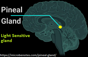 The Human Pineal Gland