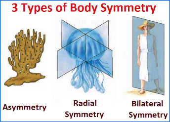 3 types of body symmetry