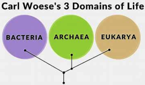 3 domains of life tree