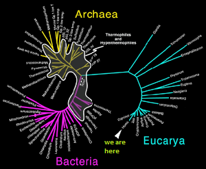 Tree of life with greater complexity