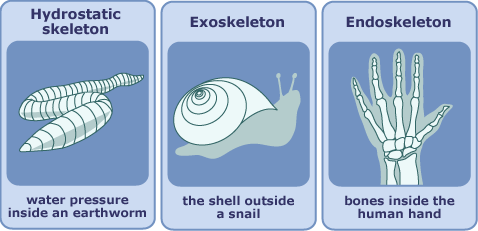 3 types of skeleton