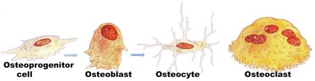 3 bone cell types plus progenitor