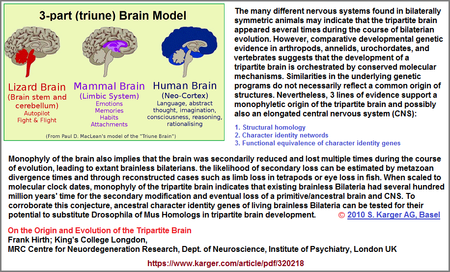 Research reference about the tripartite brain